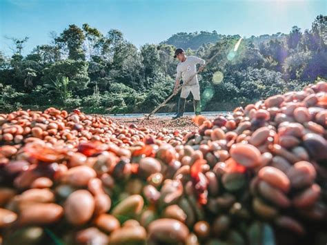 Warga Palembang Jangan Kaget Inilah 5 Daerah Penghasil Kopi Terbanyak