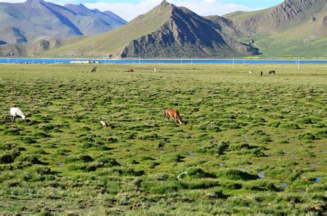 Smng Virtual Encyclopedia Of The Steppes China Vegetation