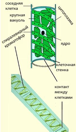 Строение и жизнедеятельность водорослей — что это, определение и ответ