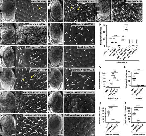 Hippo pathway and Bonus control developmental cell fate decisions in