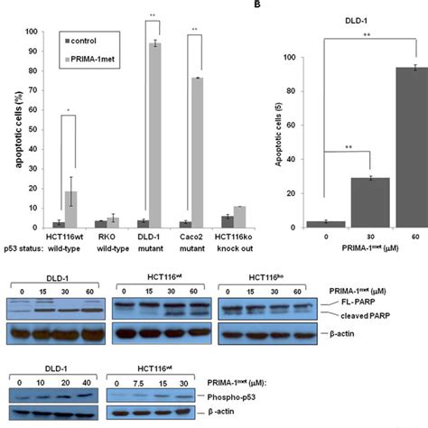 PRIMA 1 Met Induced Apoptosis In CRC Cell Lines A Apoptosis Of