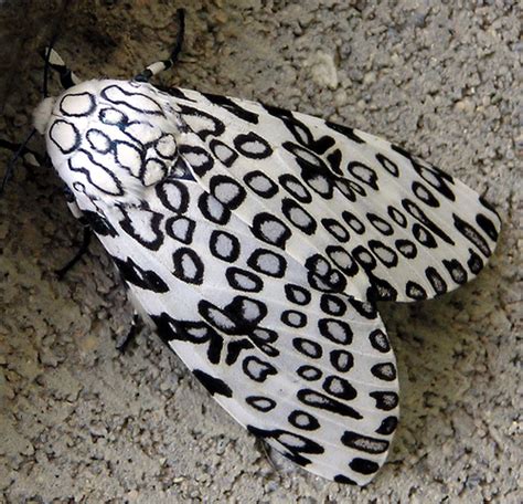 Worlds Weirdest Moths Neatorama