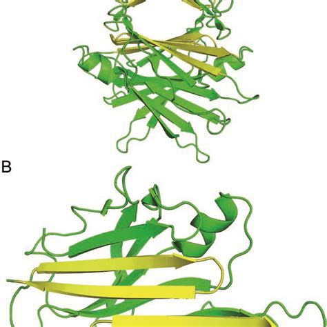 A X Ray Crystallographic Structure Of The Ttr Tetramer The Hairpin