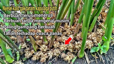 Panen Kapulaga Lokal Putih Kapulaga Paling Produktif Berbuah Terus