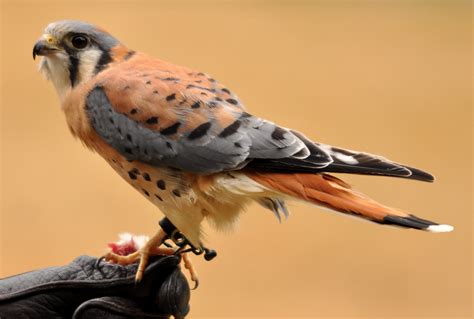 American Kestrel Side View Photo And Wallpaper All American Kestrel