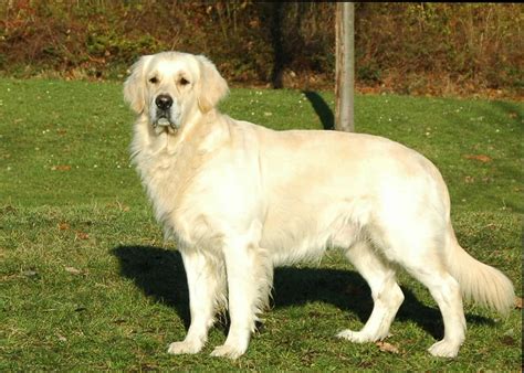 23 Facts About English Cream Golden Retrievers You Probably Didn’t Know – Golden Hearts