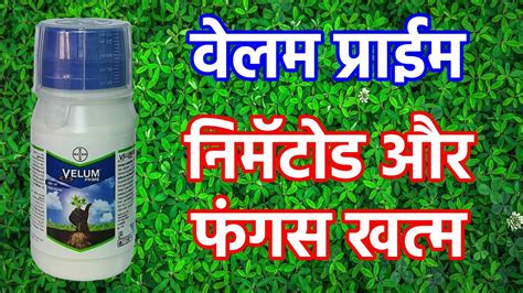 Velum prime BAYER वलम परईम स नमटड और फगस खतम YouTube