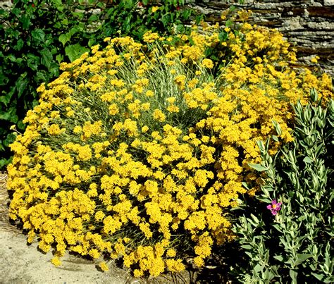 Immortelle Vivace Planter Et Cultiver Ooreka