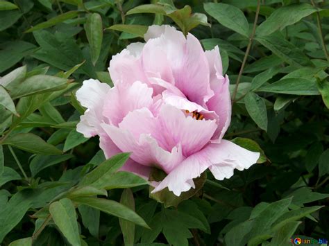 Пион древовидный Алые паруса (62 фото) - фото - картинки и рисунки ...