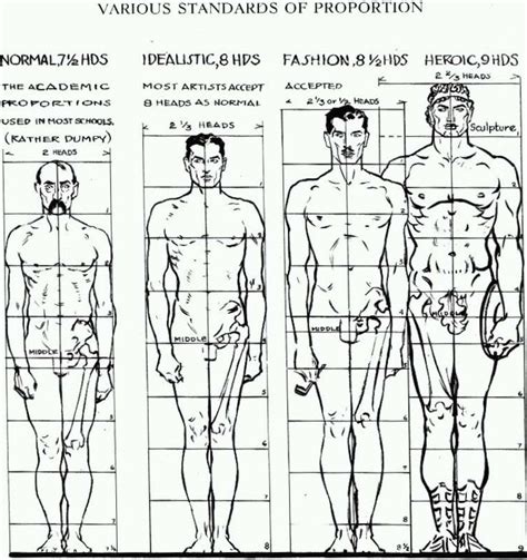 Proportions Of The Human Figure How To Draw The Human Figure In The