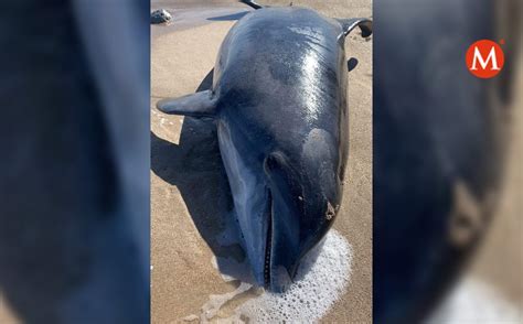 Qué Hacer Si Te Encuentras Un Delfín Vivo O Muerto En Orilla De Playa