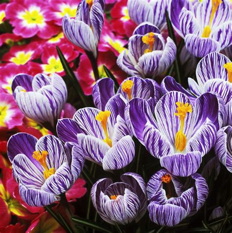 14 Beautiful Crocus Varieties to Plant