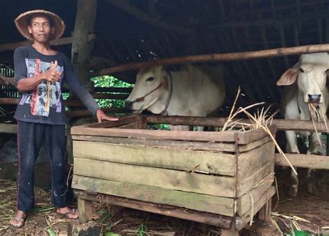 Harga Sapi Qurban Tahun Persiapan Dan Antisipasi Bank Qurban