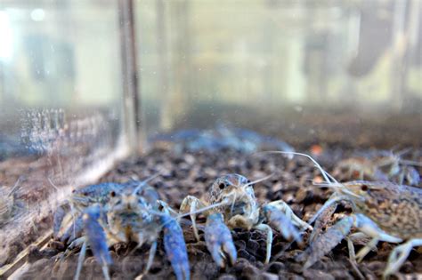 Invasive Marbled Crayfish Found In Narva Power Plant Cooling Canal