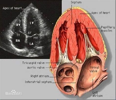 心脏彩超正常值好搜百科