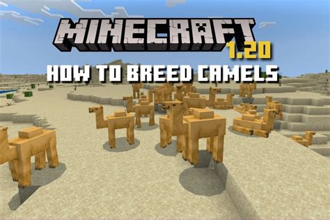 How To Breed Camels In Minecraft 1 20 Easy Guide Beebom