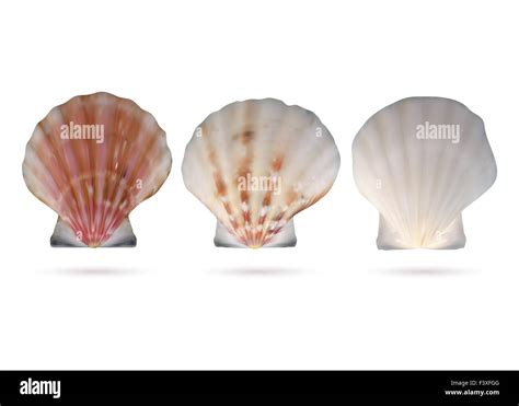 Scallop Shape Pattern Hi Res Stock Photography And Images Alamy