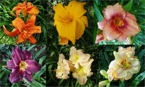 Los Cuidados del Hemerocallis Lirio de Día y Flor de Verano Mundo Jardín