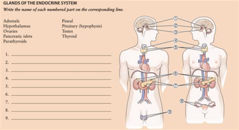 MT Chapter 9- Endocrine System Flashcards | Quizlet 