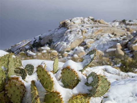 ᐈ Top 10 Cactus RESISTENTES al FRÍO 40 2024