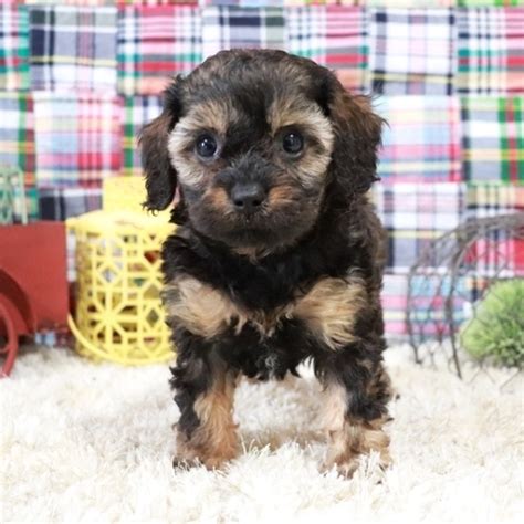 Cavapoo puppies for adoption in ohio - Cavapoo for sale - Mini cavapoo