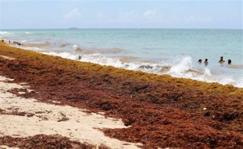 Han Recolectado Mil Toneladas De Sargazo En Playas De Canc N En Lo