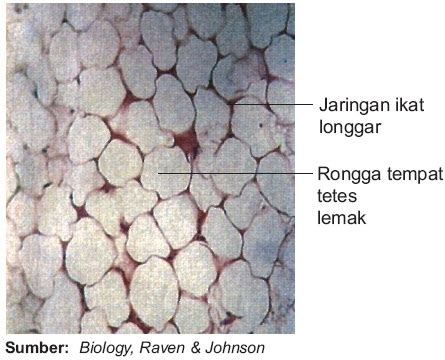 Struktur Dan Fungsi Jaringan Pengikat Longgar Pada Hewan