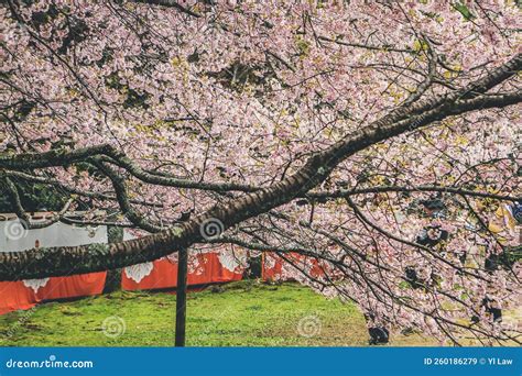 Fleurs De Cerisiers Dans Kyoto Dans Les Temples De Daigo Ji 10 Avril ...