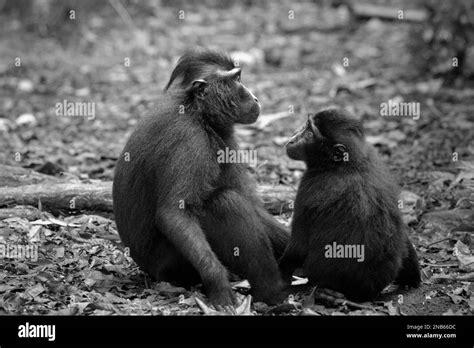 An Adult Female And A Juvenile Of Sulawesi Black Crested Macaque