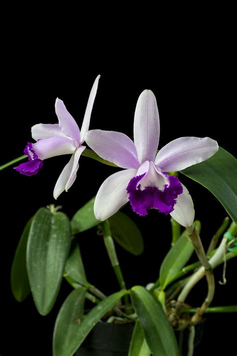 Cattleya Intermedia Var Orlata Slippertalk Orchid Forum