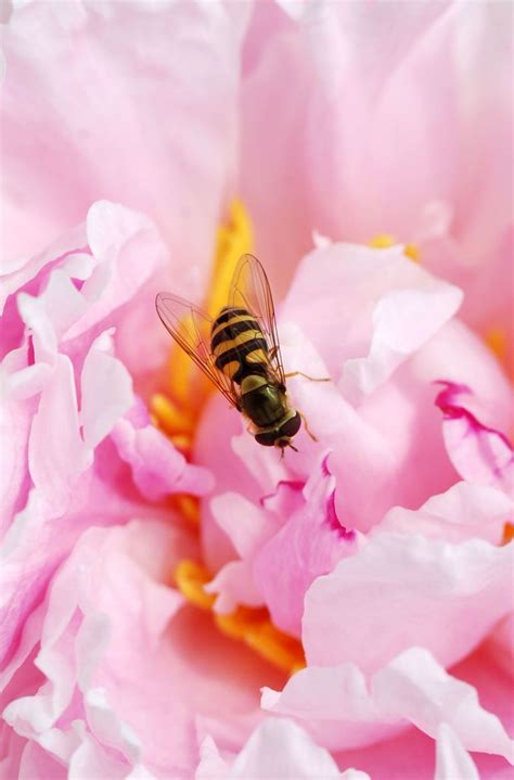 Accueillir Les Insectes Utiles Au Jardin Comment Leur Faire Une Place