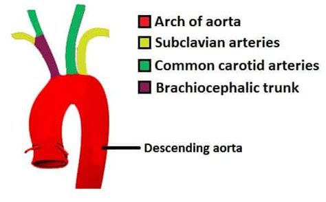 The Aorta - Branches - Aortic Arch - TeachMeAnatomy