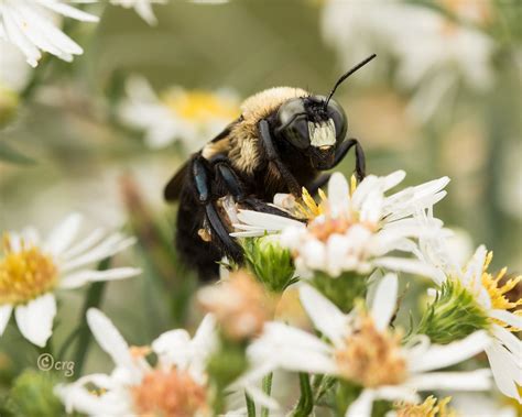 Bumble Bee Colin Gillette Flickr