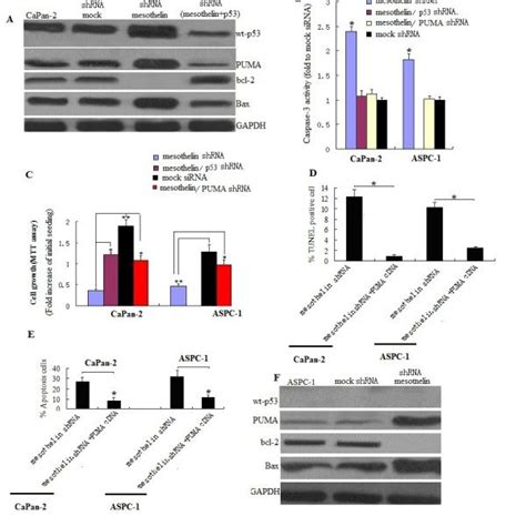 Expression Of Mesothelin In Pancreatic Cancer Cell Lines A Mesothelin