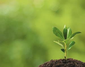 Tips for Taking Care of a New Sapling - Harford Tree