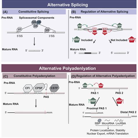 Constitutive Splicing And Polyadenylation Are Regulated By RBPs That