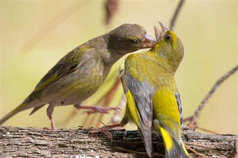 Kissing Birds Stock Photos, Images and Backgrounds for Free Download