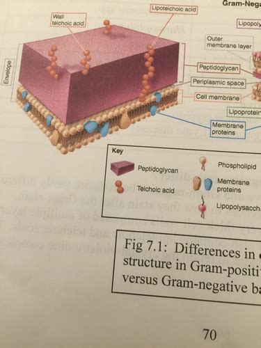 Exercise The Gram Stain Flashcards Quizlet