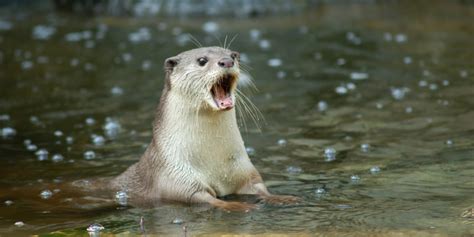 10 Fun Facts About Sea Otters: Unveiling The Adorable Ocean Dwellers ...