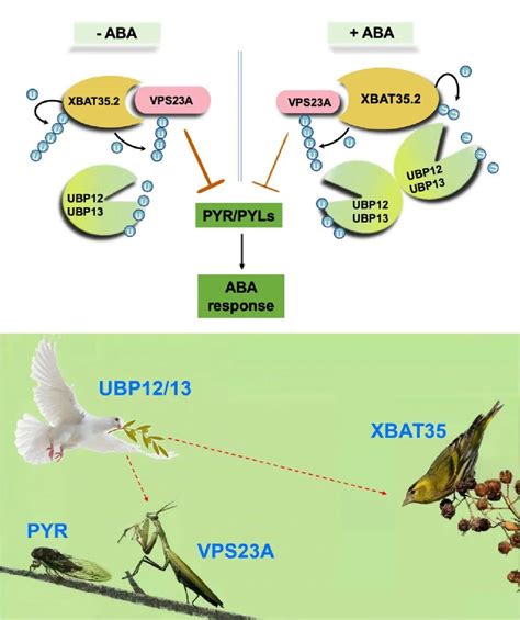 Sci Adv︱谢旗研究组揭示去泛素化酶和e3泛素连接酶调控植物激素aba信号感知新机制 知乎