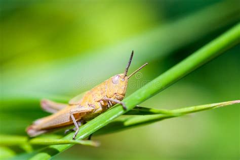 Macro Shot Of Big Brown Grasshopper Stock Image Image Of Macro Locust 101363607