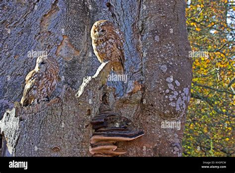 Tawny Owl Strix Aluco Captive Birds Perched Near Fungi In Decaying