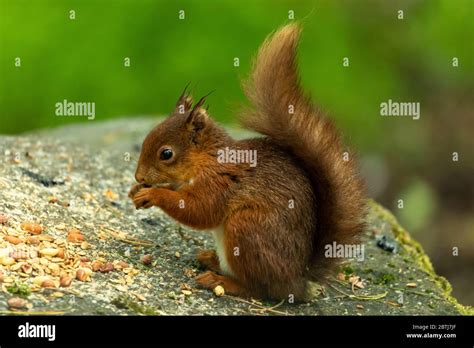 Irish Red Squirrel Stock Photo - Alamy