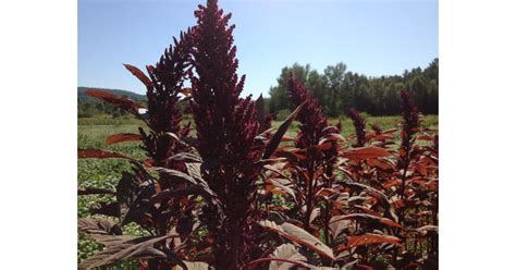 Red Callaloo Amaranth