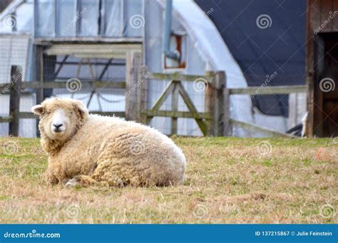 Sheep Sitting In Field Stock Image Image Of Coated 137215867