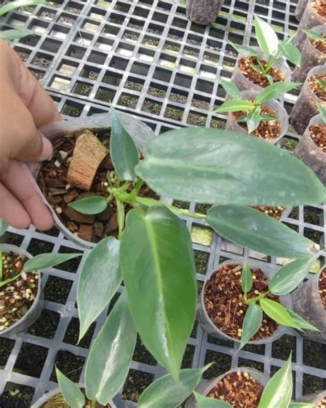 5x Philodendron Spiritus Sancti Rare Small Plants Free Shipping