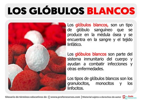 Qu Son Los Gl Bulos Blancos