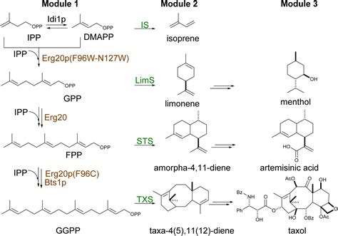 Engineering Yeast For The Production Of Plant Terpenoids Using