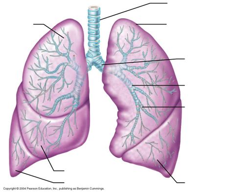 Lung diagram Diagram | Quizlet