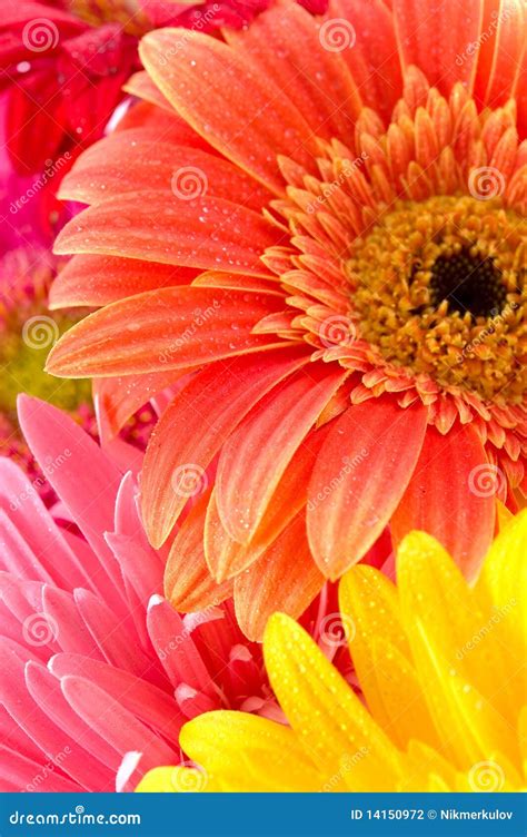 Wonderful flowers stock photo. Image of summer, yellow - 14150972